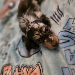 Lucas - Chocolate and cream male Dachshund puppy in Irving, Texas from DFW Dachshunds by G & S