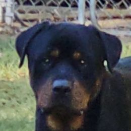 Diesel - Rottweiler