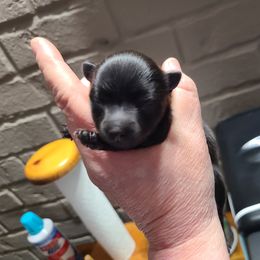 Pomeranian Puppies from Merri's Pom's