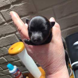 Pomeranian Puppies from Merri's Pom's