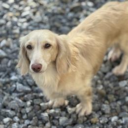 Lilly - Dachshund