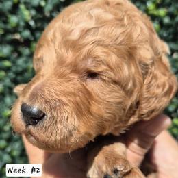 Blue - Red  male Poodle puppy in El Paso, Texas from Paws Of Beauty