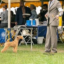 Lakeland Terrier All Grown Up from Teraz