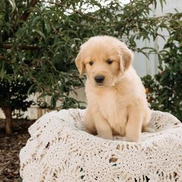 Shiloh - Golden female Golden Retriever puppy in Ramona, California from SDPREMIERGOLDENS