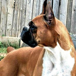 Boxers from Sherry Wilmot's Boxers