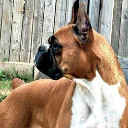 Boxers from Sherry Wilmot's Boxers