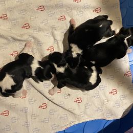 Cavachons and Cavalier King Charles Spaniels from Terrie’s Cavalier’s