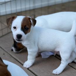 Order of pick determined by order of deposits - White and tan male Russell Terrier puppy in Andover, Connecticut from Frog Hollow Farm