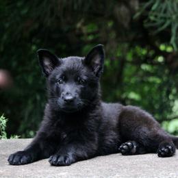 Black male 2 - Black male German Shepherd puppy in Cumming, Georgia from Cainedelup