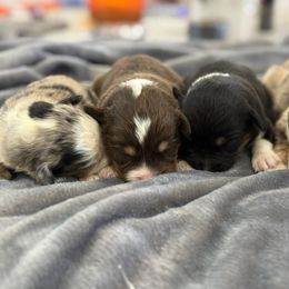 Miniature Australian Shepherd puppies from Brandilyn's Aussies