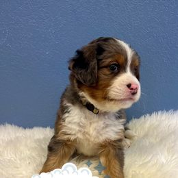 Arnie - Merle male Bernedoodle puppy in Waco, Texas from Doodles of Your Dreams (formerly Texana Doodles)