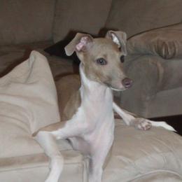 Elle - Italian Greyhound