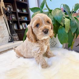Meatball - Buff and white male Cockapoo puppy in Brownsboro, Texas from Fresh Mojo Farms&Paws