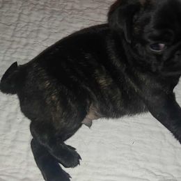 Pugs from Brenda Marquez