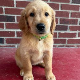 Light Green Girl - Golden female Golden Retriever puppy in Buchanan, Georgia from Morgan’s Heart of Gold Retrievers