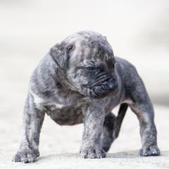 Lighter brindle boy - Tiger male Perro de Presa Canario puppy in Leitchfield, Kentucky from Rey Gladiador Presa Canario