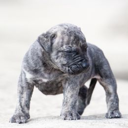 Lighter brindle boy - Tiger male Perro de Presa Canario puppy in Leitchfield, Kentucky from Rey Gladiador Presa Canario