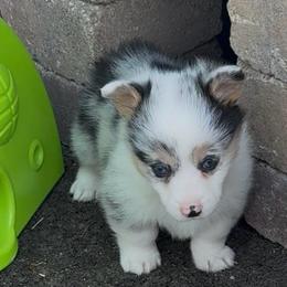 Pippin(blue merle,triple clear) - Blue merle and white female American Corgi puppy in Scottown, Ohio from Wyndy Ridge Corgis