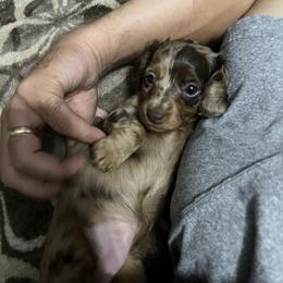 Dachshund Puppies from Honey Creek Doxies