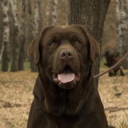 Boy 2 - Chocolate male Labrador Retriever puppy in Tacoma, Washington from Triple H Farm