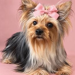 Sprinkles - Yorkshire Terrier