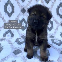 Damka - Sable female German Shepherd puppy in New Cambria, Missouri from Des Hausraben Shepherds
