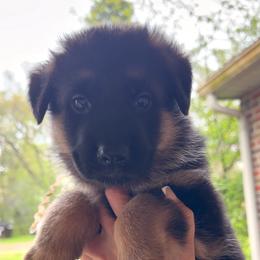 Capri - Black and red female German Shepherd puppy in Harvard, Illinois from Aus Dem Meer German Shepherds