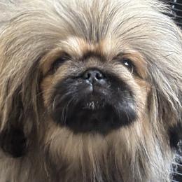 Pekingese Puppies from Ven-Mar Pekingese