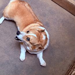 Stitch - White and red male Pembroke Welsh Corgi puppy in Jenkinsburg, Georgia from Red Elephant Farms