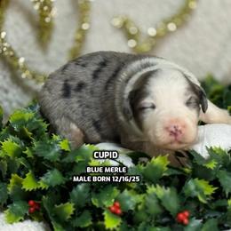 Cupid - Blue merle male Australian Shepherd puppy in Bethany, Connecticut from Wynter Thyme Manor Australian shepherds