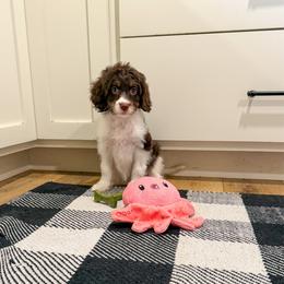 Hermoine - Tri-color female Cavapoo puppy in Beresford, South Dakota from DAKOTA DOOD RANCH