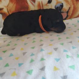 Nemo - Phantom male Poodle puppy in Cleburne, Texas from Lone Star Standard Poodles LLC