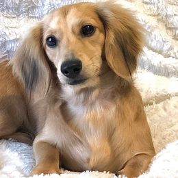 Lucy - Dachshund
