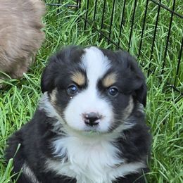 Anise - Black tri female Miniature Australian Shepherd puppy in Crestline, California from Haugen's Minis