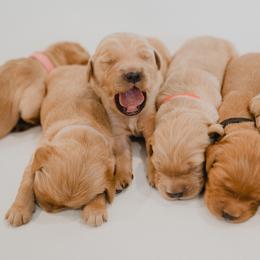 Golden Retriever Puppies from Rocky Mountain Field Goldens