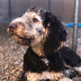 Goldendoodles and Labradoodles from DJ’s Doodles
