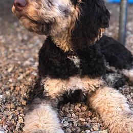 Goldendoodles and Labradoodles from DJ’s Doodles
