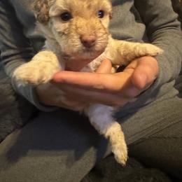 Girl 4 - Cream female Poodle puppy in Fredericktown, Missouri from Ellie & Co. Doodles