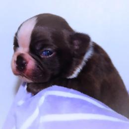 Baby Francis - Red male Boston Terrier puppy in Kingsport, Tennessee from Sleepwalker Bostons