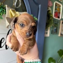 Marigold - Dapple female Dachshund puppy in Jacksonville, North Carolina from Lizzie’s Doxies