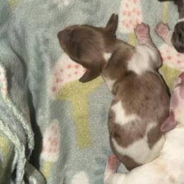Boy 1 Chocolate and Tan Dapple Piebald - Dapple male Dachshund puppy in Knoxville, Tennessee from Over The Moon Minis