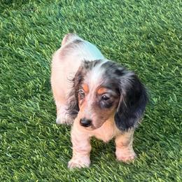 Amanda - Dapple female Dachshund puppy in Irving, Texas from DFW Dachshunds by G & S