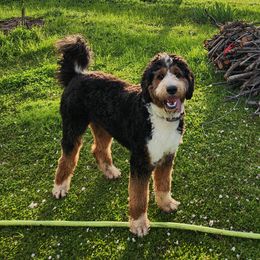 Bernedoodles from Palo Cedro Bernedoodle