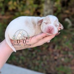 Jingle - Piebald male Dachshund puppy in Bremen, Georgia from Doodles & Doxies