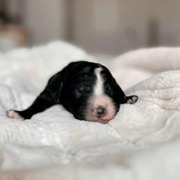 Friesian, Boy - Black and white male Bernedoodle puppy in Maricopa, Arizona from Desert Ridge Doodles
