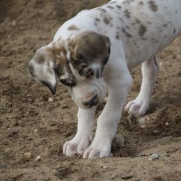 Great Dane Puppies from Cook’s Gentle Giants