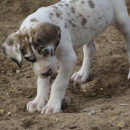 Great Dane Puppies from Cook’s Gentle Giants