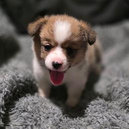 Bella - Red female Pembroke Welsh Corgi puppy in Macon, Georgia from High Voltage Corgis
