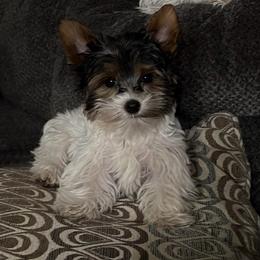 Candi - Parti female Yorkshire Terrier puppy in Walker, Louisiana from Precious Yorkies