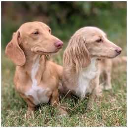 Dachshund puppies from Ferrario Dachshunds